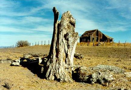 A dead poplar or alamo(Populus fremontii),relic of a vanished wetland, at Rancho Ojos Negros in the Ojos Negros valley, Baja California