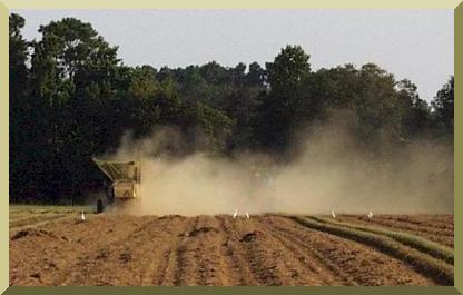La cosecha de la chufa requiere que el terreno est seco, lo cual puede producir mucho polvo