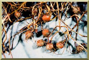 Tubrculos de Cyperus esculentus L.