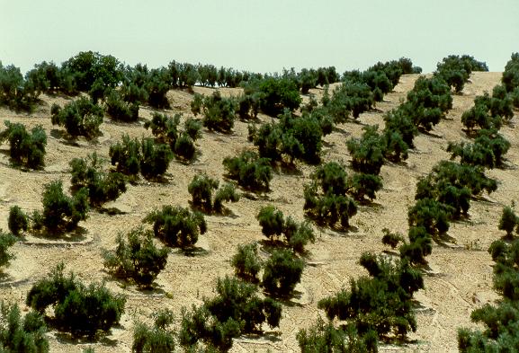 Plantacin de olivares, con pequeas cuencas para colectar precipitacin y combatir la sequa. 