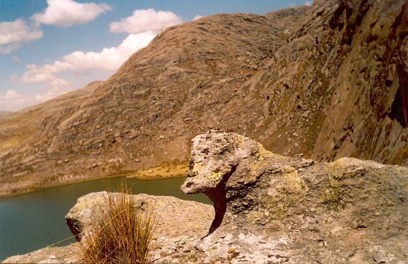 A duck-billed platypus