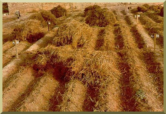  Detalle del campo despues de la cosecha de la parte aerea y antes de la cosecha del tubrculo, Valencia, Espaa.