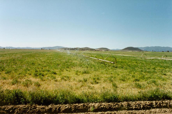 Ojos Negros, Baja California