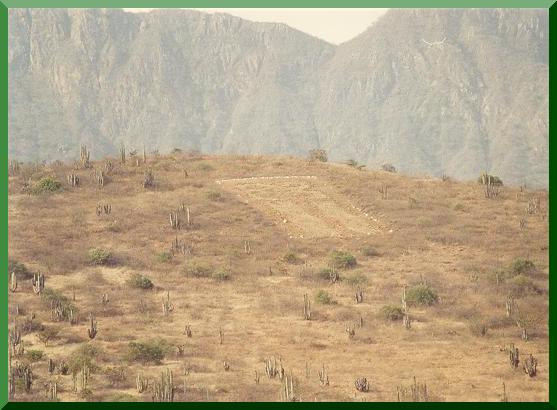 The Owl, near La Compuerta, Za�a valley, Lambayeque, Peru. 