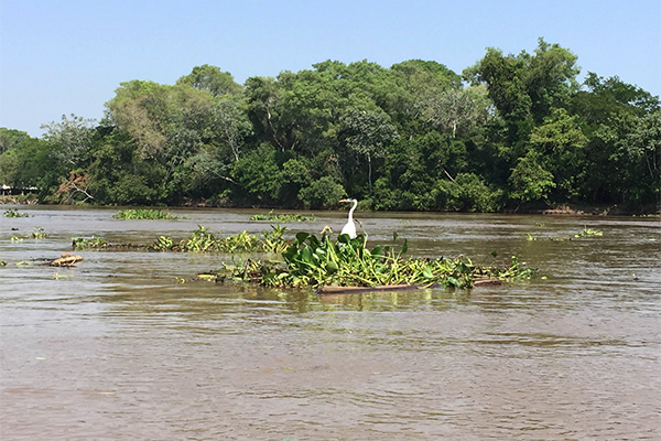 Great egret (Casmerodius albus), on the Rio Miranda, Mato Grosso do Sul, Brazil (G. Machado)