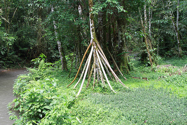 Walking palm, or <i>Socratea exhorriza</i>, near Tingo Maria, Peru (2013)