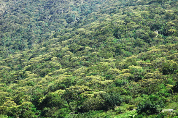 Relict montane forest near Laquipampa, Lambayeque, Peru (2009)